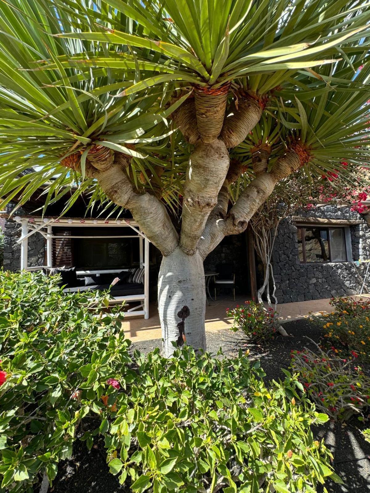 Castillo Lanzarote Villa Bailey - Luxury Villa - Pet Friendly With Heated Pool La Asomada  Bagian luar foto